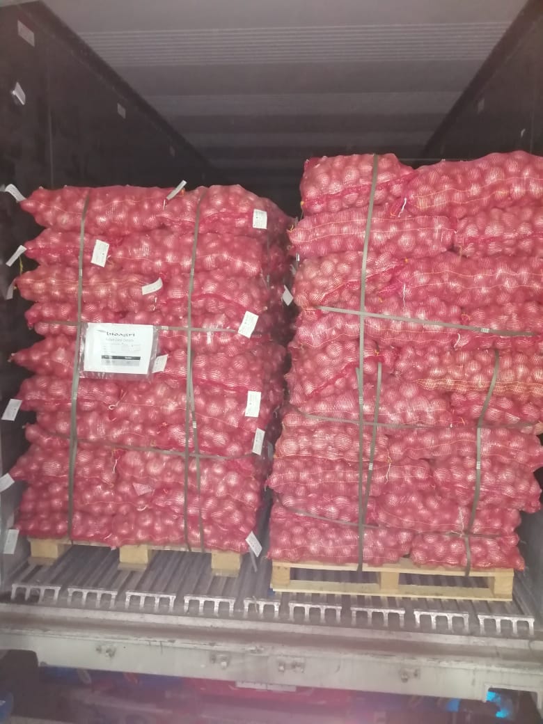 Red onions packed for shipment