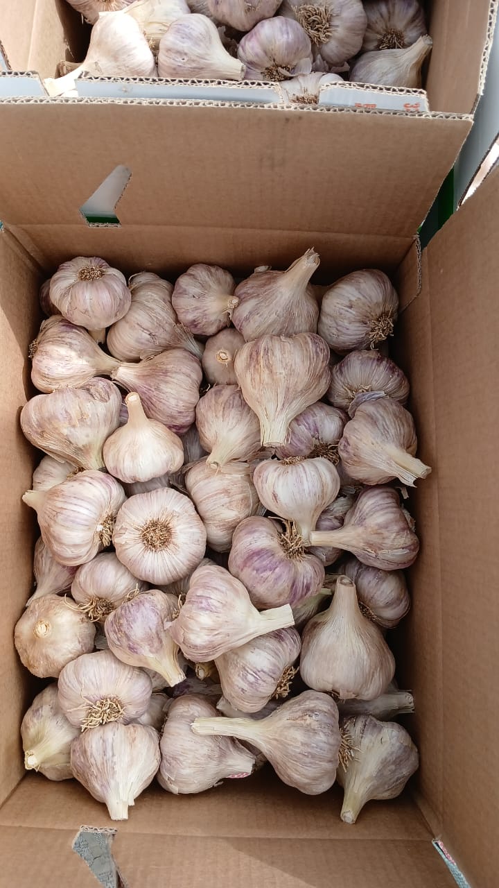 Garlic