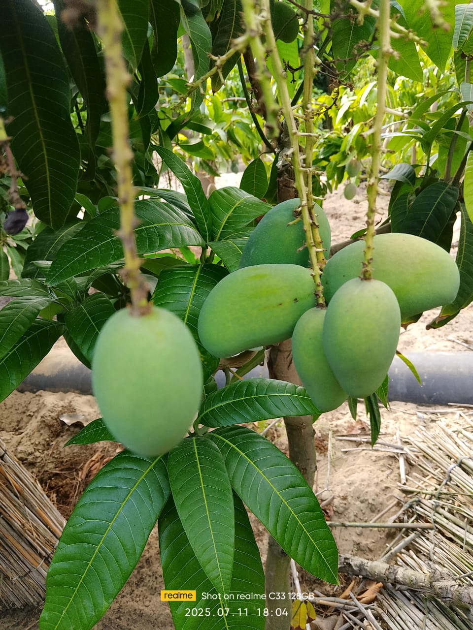 Mango